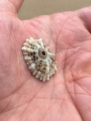 Fissurella barbadensis