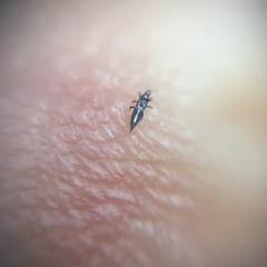Thysanoptera