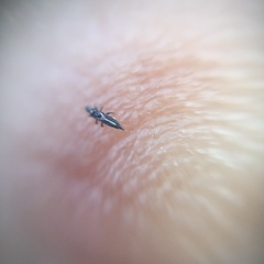 Thysanoptera