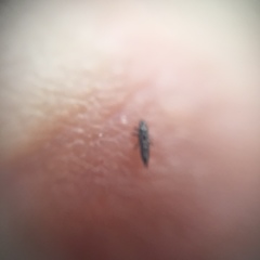 Thysanoptera