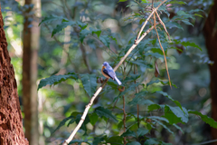 Cyornis tickelliae