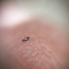 Thysanoptera