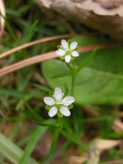 Sagina decumbens