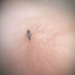 Thysanoptera