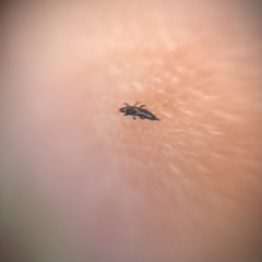 Thysanoptera