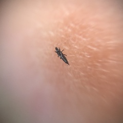 Thysanoptera