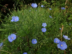 Linum perenne