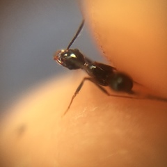 Pheidole