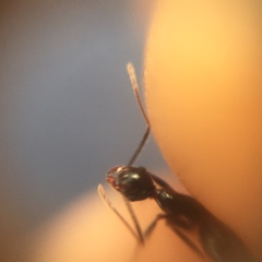 Pheidole
