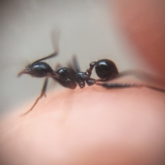 Pheidole