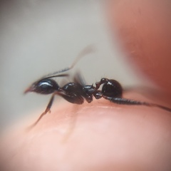 Pheidole