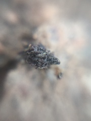Insecta