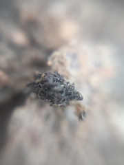 Insecta