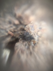 Insecta