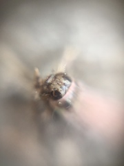 Insecta