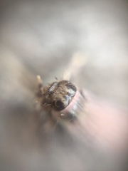 Insecta