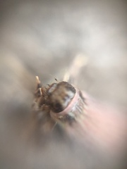 Insecta