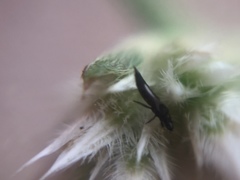 Thysanoptera