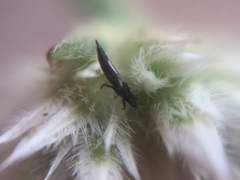 Thysanoptera