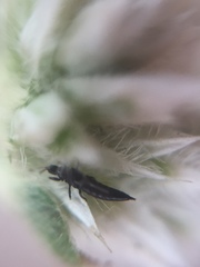 Thysanoptera