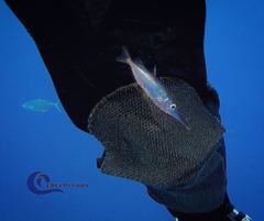 Macroramphosus gracilis