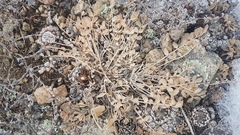 Astragalus scaberrimus