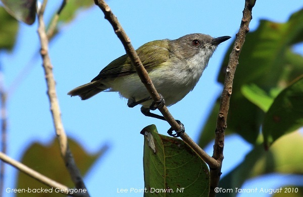 Green-backed Gerygone (Gerygone chloronota) photo