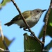 Green-backed Gerygone - Photo (c) Tom Tarrant, some rights reserved (CC BY-NC-SA)