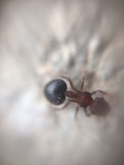 Meranoplus bicolor