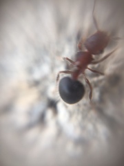 Meranoplus bicolor