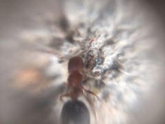 Meranoplus bicolor