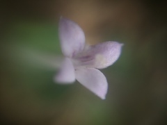 Spermacoceae