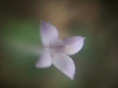Spermacoceae