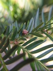 Cecidophyopsis psilaspis