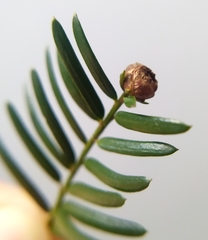 Cecidophyopsis psilaspis