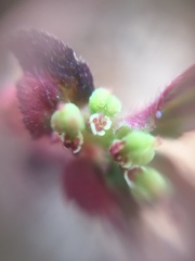 Anisophyllum