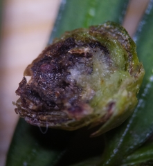 Cecidophyopsis psilaspis