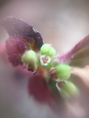 Anisophyllum