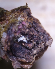 Cecidophyopsis psilaspis