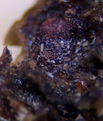 Cecidophyopsis psilaspis