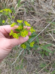 Euphorbia virgata