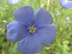 Linum perenne