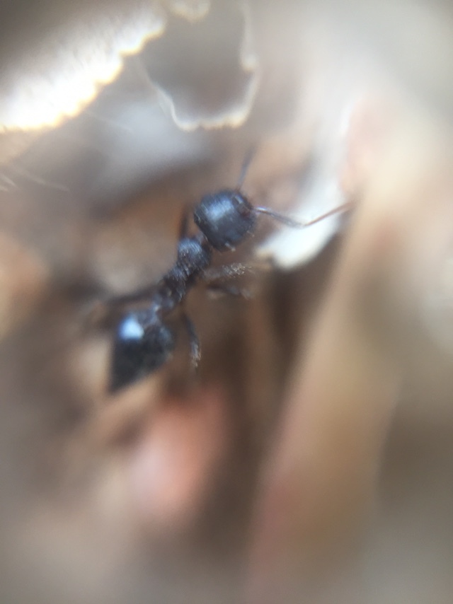Crematogaster rothneyi