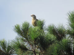 Daptrius chimachima
