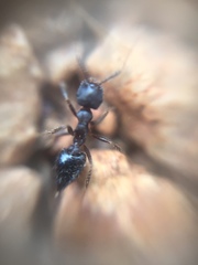 Crematogaster