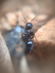 Crematogaster
