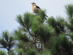 Daptrius chimachima
