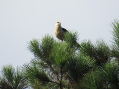 Daptrius chimachima