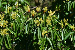 Machilus zuihoensis mushaensis