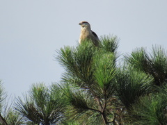 Daptrius chimachima